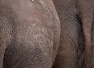 Nieuwe zitplaatsen in Artis gemaakt van olifantenpoep
