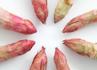 Gastronomical Summit sluit het seizoen van de Japanse duizendknoop af