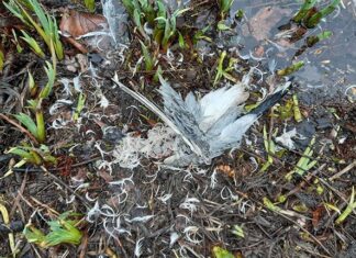 Mini-mysterie in het Oosterpark, de zaak van de gevonden kwak