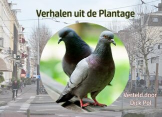 Het leven van een duif is niet altijd gemakkelijk