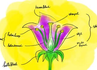 Bloemen in het voorjaar