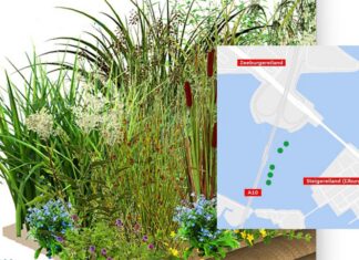 Nieuwe natuur in water bij Zeeburgereiland