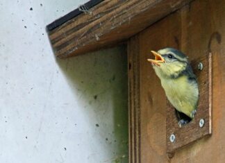 Pimpelmezen en hun kroost
