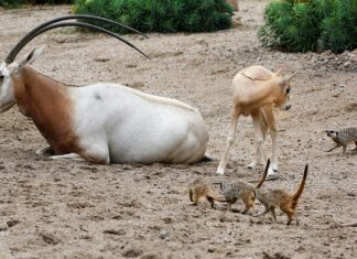 In wild uitgestorven algazellen geboren in Artis