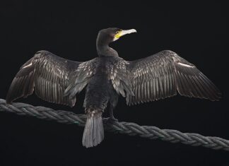 Een zwartgemaakte vogel
