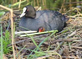 Twee heel verschillende vogels