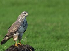 Burgemeester buizerd