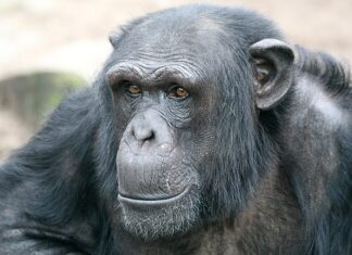 Chimpansees blijven in Artis. Dierentuin zoekt oplossing voor de lange termijn