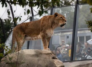 Koning leeuw betrekt riant paleis in Artis