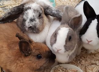 Kinderboerderij De Werf verdubbelt capaciteit konijnenopvang