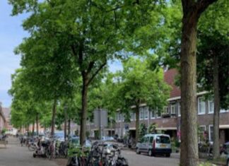 Stadsdeel mag bomen in Middenmeer kappen