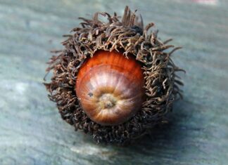 Eikel met rastakapsel