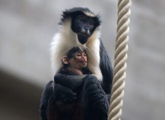 In het wild bedreigde Dianameerkat geboren in Artis