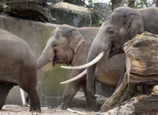 Olifantenbul geïntroduceerd bij kudde in Artis