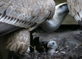 Kuiken vale gier uit ei gekropen