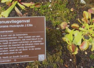 ‘Mijn moerasbak’ – nieuw carnivorenperk in de Hortus