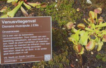 ‘Mijn moerasbak’ – nieuw carnivorenperk in de Hortus