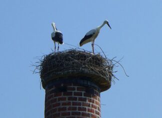 Royaal aanbod. Geen woningnood voor ooievaars in Oost