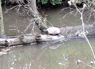 Moerasschildpad gespot in gracht aan Middenmeerpad