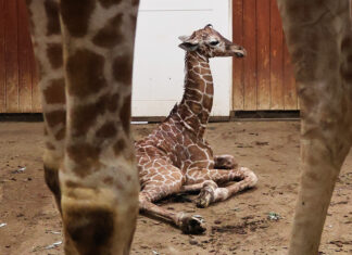 Tweede netgiraffe gezond ter wereld gekomen in Artis