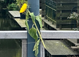 Een bloem ter na gedachtenis aan Johan Neeskens aan zijn brug in Park de Meer