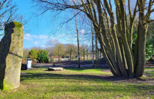 Oostommetje: Drie Parken Frankendael, veelstammige boom.