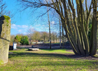 Oostommetje: Drie Parken Frankendael, veelstammige boom.