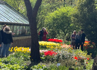 De lente is op komst. Dan is het weer tijd voor tulpen uit Amsterdam