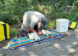 Jonge ooievaars in Park Frankendael en Zaaiersweg geringd