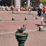 ShotjeGoost Dorstige Duif Javaplein xxxl