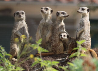 Drie jonge stokstaartjes geboren in Artis. Vrolijkheid op het Algazellenveld