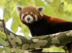 Kleine panda voegt zich bij kleinklauwotter op de Rots van Artis