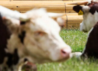 ‘Levend schilderij met koeien’ in Oosterpark. Stadsdeelcommissie wil gebruik van dieren bij entertainment in toekomst verbieden