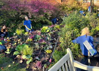 Samen planten in het najaarszonnetje: de bloembollenactie van Artis