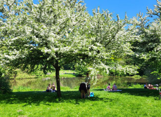 Bewoners komen met zestien adviezen voor een groener Amsterdam