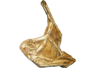 Santanadactylus