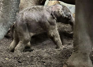 Op kerstavond Aziatische olifant geboren in Artis