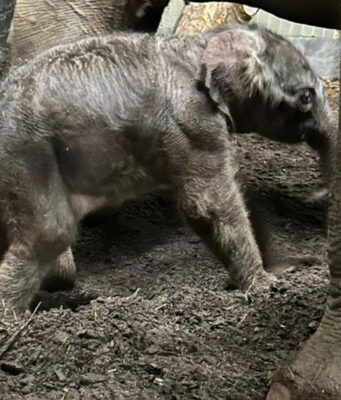 Op kerstavond Aziatische olifant geboren in Artis