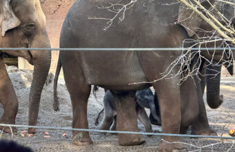 Eerste stapjes voor olifantenkalf in Artis trekken veel bekijks