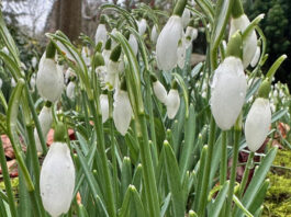 Wandeling door het arboretum van De Nieuwe Ooster: winter met een vleugje lente