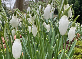 Wandeling door het arboretum van De Nieuwe Ooster: winter met een vleugje lente