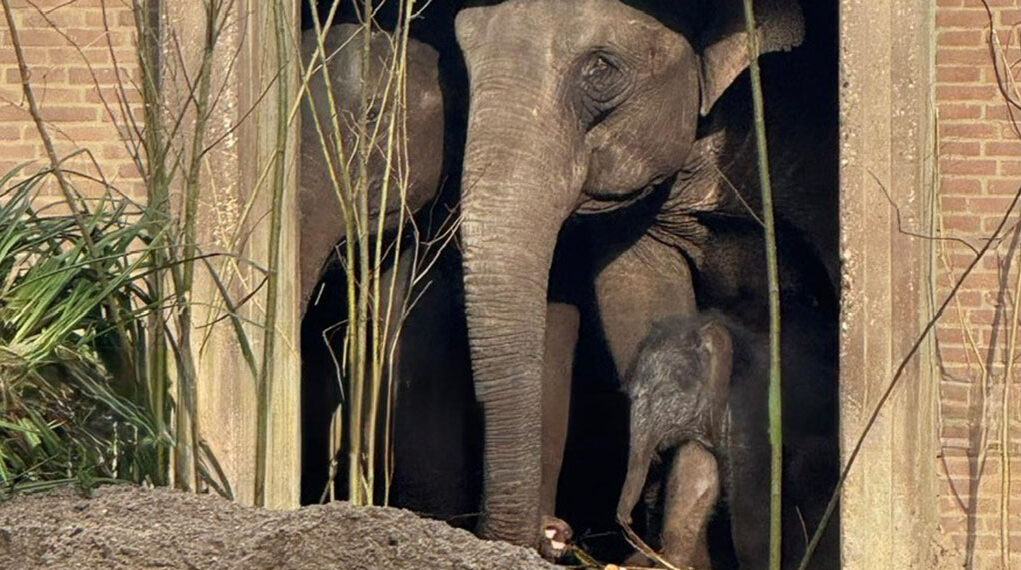 Artis Olifanttje naar buiten xl