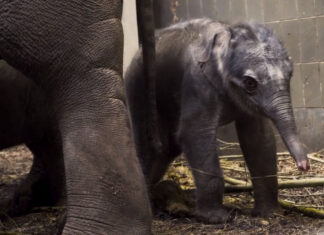 Tweede olifantenkalf geboren in Artis: unieke mijlpaal voor de kudde