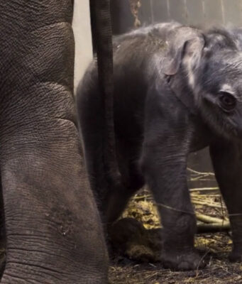 Tweede olifantenkalf geboren in Artis: unieke mijlpaal voor de kudde