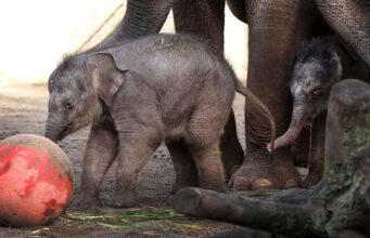 Het pasgeboren olifantje in Artis heeft nu een naam: Yuki