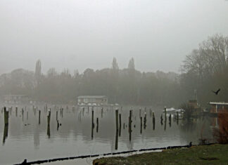 Vogels in de mist