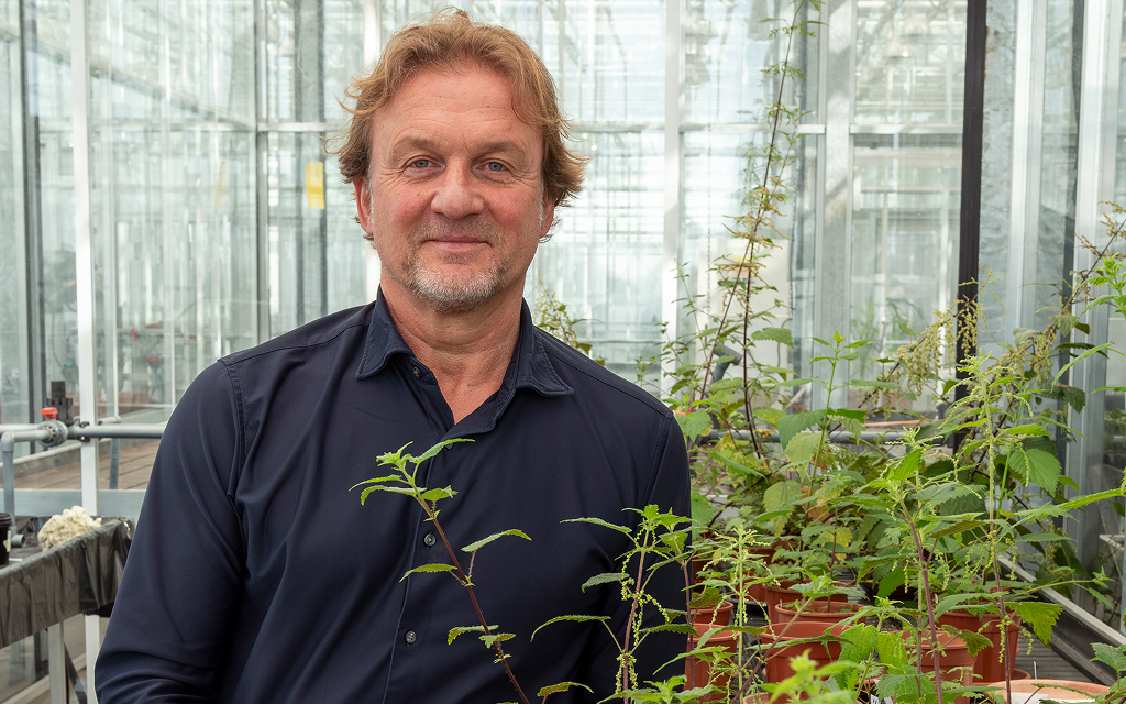 Brandnetels: een prikkelende oplossing