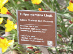 Tulpenveld aan het water naast de nieuwe kas van de Hortus