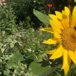 Oost Begroot Makassaar moestuin