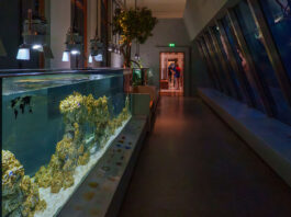 Van diepzee tot Amsterdamse gracht: het nieuwe Artis-Aquarium vertelt het verhaal van water